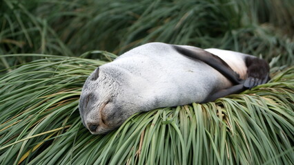 Antarctic fur seal (Arctocephalus gazella) lying in the tussock grass at Salisbury Plain, South...