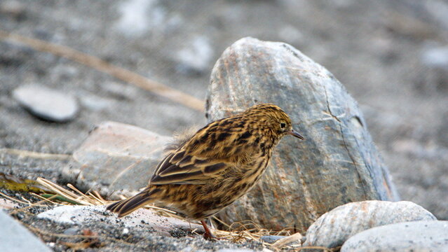 South Georgia pipit (Anthus antarcticus) at Salisbury Plain, South Georgia Island