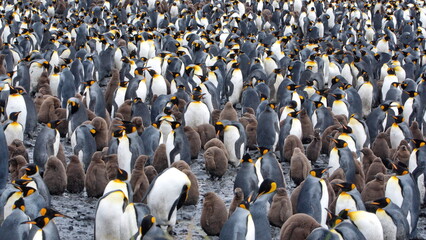 King penguin (Aptenodytes patagonicus) colony at Salisbury Plain, South Georgia Island - obrazy, fototapety, plakaty