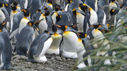 King penguins (Aptenodytes patagonicus) incubating eggs in a colony at Salisbury Plain, South...