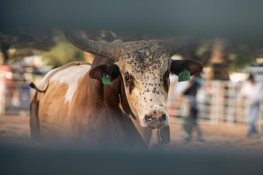Bull looking through barrier fence at rodeo