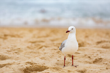 Single seagull bird standing on sandy beach on overcast day