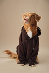 A Nova Scotia Duck Tolling Retriever dog dons a hoodie, merging cozy with cute - 779891299