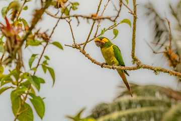 Loro Orejiamarillo Yellow-eared Parrot Ognorhynchus icterotis columbia.