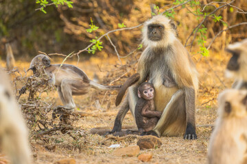 Hanuman Langurs (Semnopithecus entellus) Mandore Garden, Jodhpur, India.