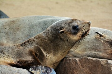 Cape Cross Seal Reserve - the home of one of the largest colonies of Cape fur seals in the world (Skeleton Coast, western Namibia)