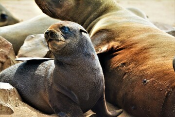 Cape Cross Seal Reserve - the home of one of the largest colonies of Cape fur seals in the world...