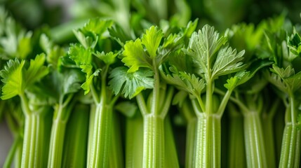 Obraz premium celery stalks, green, tightly packed together.