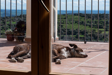 dog sunbathing on terrace, view through glass door from inside. Lying down and enjoying the warmth....