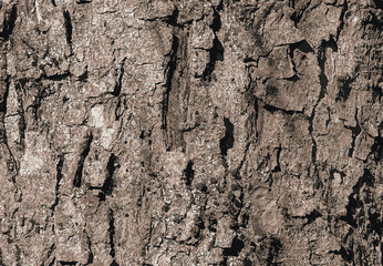 Illustration of Sycamore bark background. Acer pseudoplatanus L. Texture pattern for designers