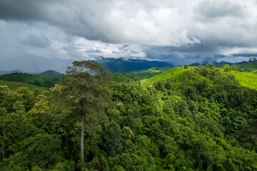 Aerial view of tropical forest during rain season in Thailand - 779895098