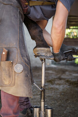 At the end of shoeing, the farrier uses pliers to remove any protruding nails from the horse's hoof.