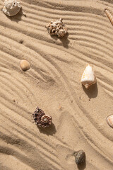 Sand with seashealls on the beach texture close up