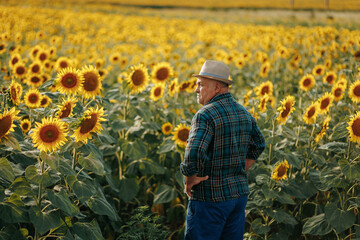 Agricultural Wisdom Elderly Farmer Portrait Amid Sunflowers, back view