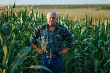 Naklejka na ściany i meble Harvest Bliss A content senior farmer shares a warm smile amidst the corn rows.