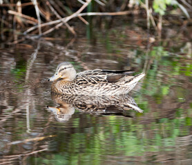 A female wild duck in closeup swimming in a pond, showing a bokeh effect with ripples in the water.