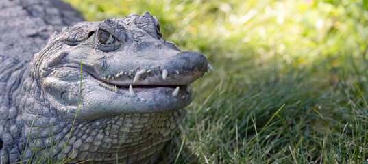 Caiman Alligator Reptile, Close up of the head eyes and teeth.  Photography. 