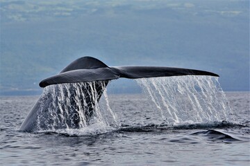 Naklejka premium Blue whale in the waters of Pico Island (Azores, Portugal)