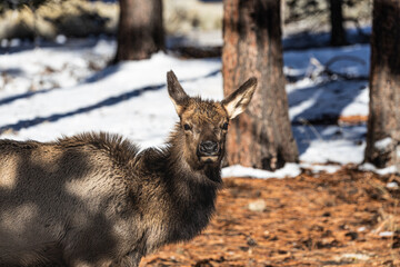 Close up of the head of an elk in a winter landscape