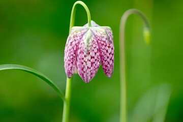 A beautiful “Fritillaria” flower in bright colors with a bokeh lens effect in the background.  - Powered by Adobe
