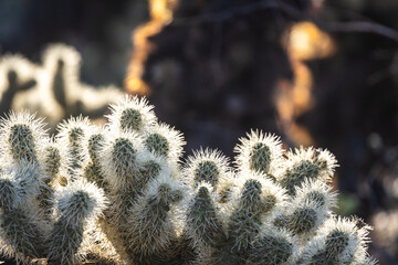 A close up of the thorns of a  cholla cacti