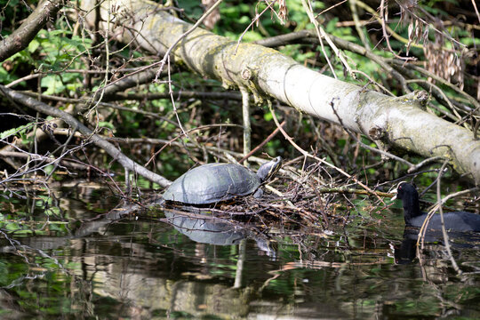 A European Pond Turtle sitting on a nest whilst a Coot carries a branch towards him. 