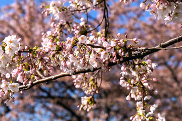Cherry Blossom in Langelinie park on a beautiful spring day. Sakura festival in Copenhagen