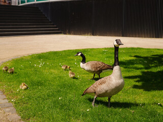 A family of Canada Geese grazing grass in city Frankfurt am Main, on bank of river in Frankfurt, spring time