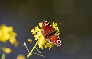 A beautiful Day Peacock butterfly drinking from a yellow flower. Bokeh effect in the background.