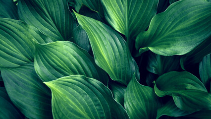 Perennial Hosta plant. Background of large and green Hosta leaves. Top view. - 779908820