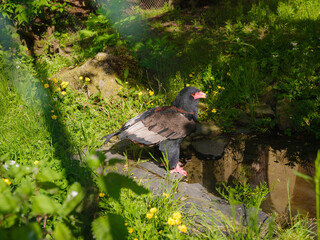 large bird of prey in the zoo aviary, walk in Frankfurt Zoological garden, founded in 1858 and second oldest zoo in Germany