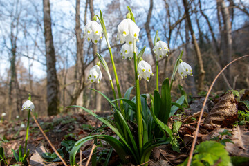 Obraz premium spring blooms wild flowers undergrowth downy oak northern Apennines