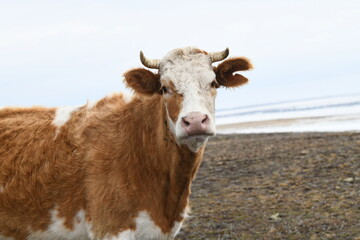 Fototapeta premium Portrait of a brown-white cow grazing on a snowy winter meadow