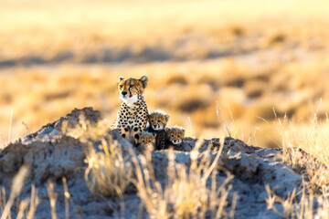 Female cheetah alert and vigilant as her cubs shelter beside her in the savannah. Copy space..