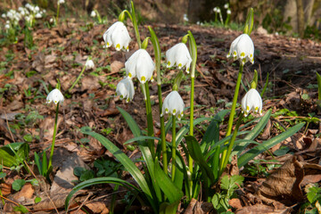 spring blooms wild flowers undergrowth downy oak northern Apennines