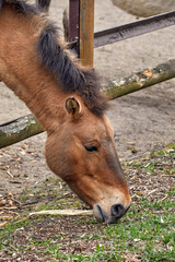 head of a Przewalski horse nibbling grass