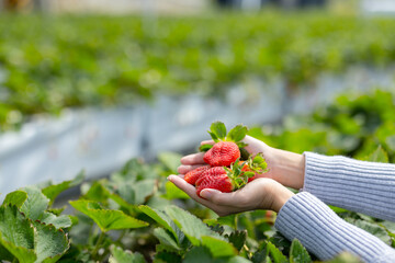 Hand hold with the fresh strawberry in the garden