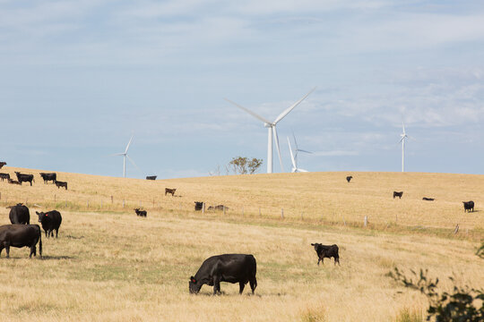 Rural Wind Turbines in a farm setting with cattle in foreground