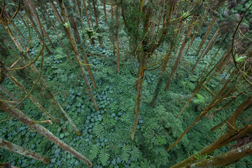 Top down view of the tree forest