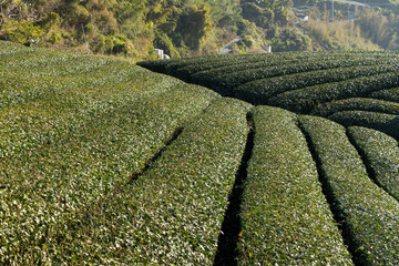 Tea farm on the valley of mountain