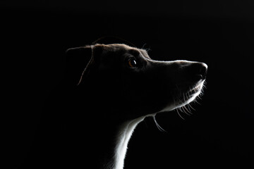 Artistic portrait of a dog's head on a black background