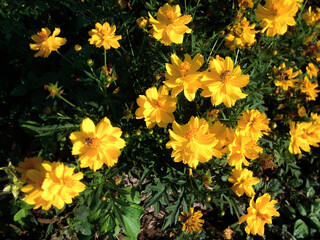 Roadside flowers in the middle of a field