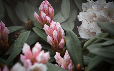 Knospen im Frühling - Rhododendron im Park - April und alles blüht
