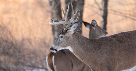 Buck in the wild, With Antlers.   Capturing the Essence of Wild Deer in Winter Snowy Wilderness.  Wildlife Photography.