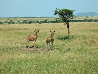 Naklejka na ściany i meble Hartebeest in Serengeti