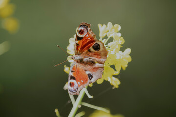 A beautiful Day Peacock butterfly sitting on a flower. Bokeh effect on the flower and in the background.