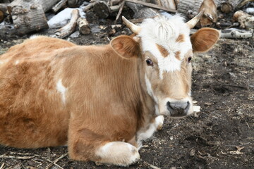 Portrait of a brown-white cow grazing on a farm behind a fence