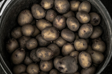 freshly harvested potatoes in a bowl