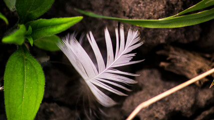 feather on the ground. macro photo