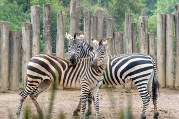 dos zebras juntas en zool&oacute;gico de Chapultepec